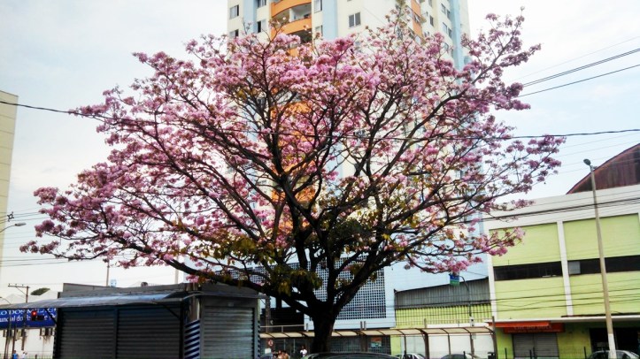 14455707_1207753969281463_2135475582_o